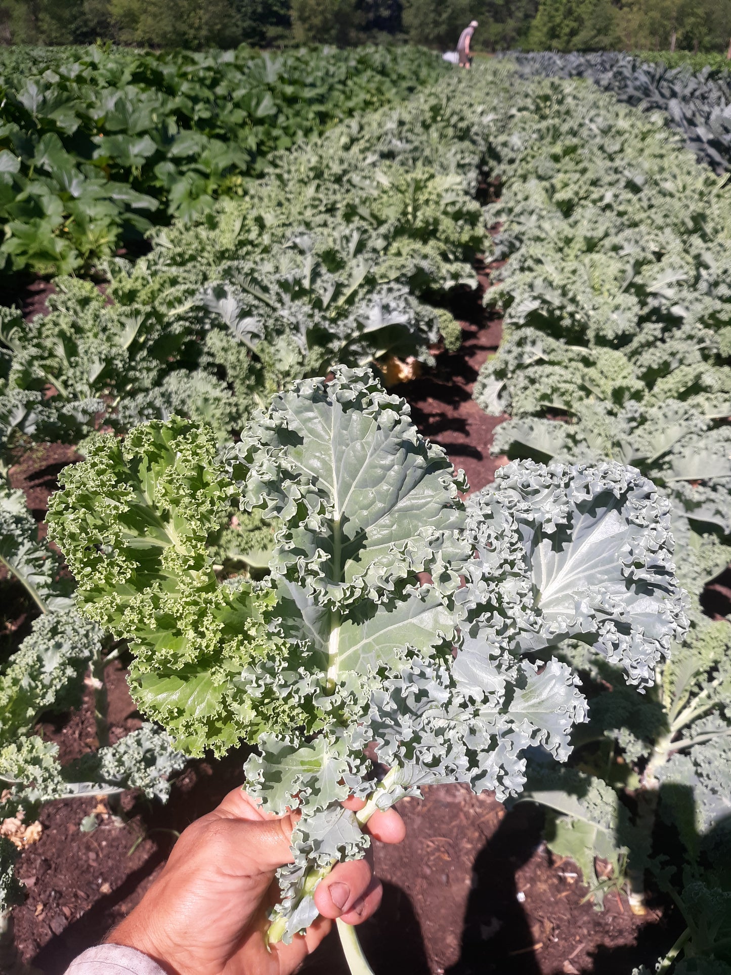 Kale- Nash's Green
