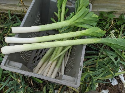 Leek- King Richard
