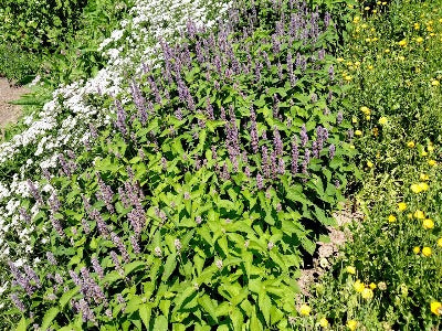 Korean Mint