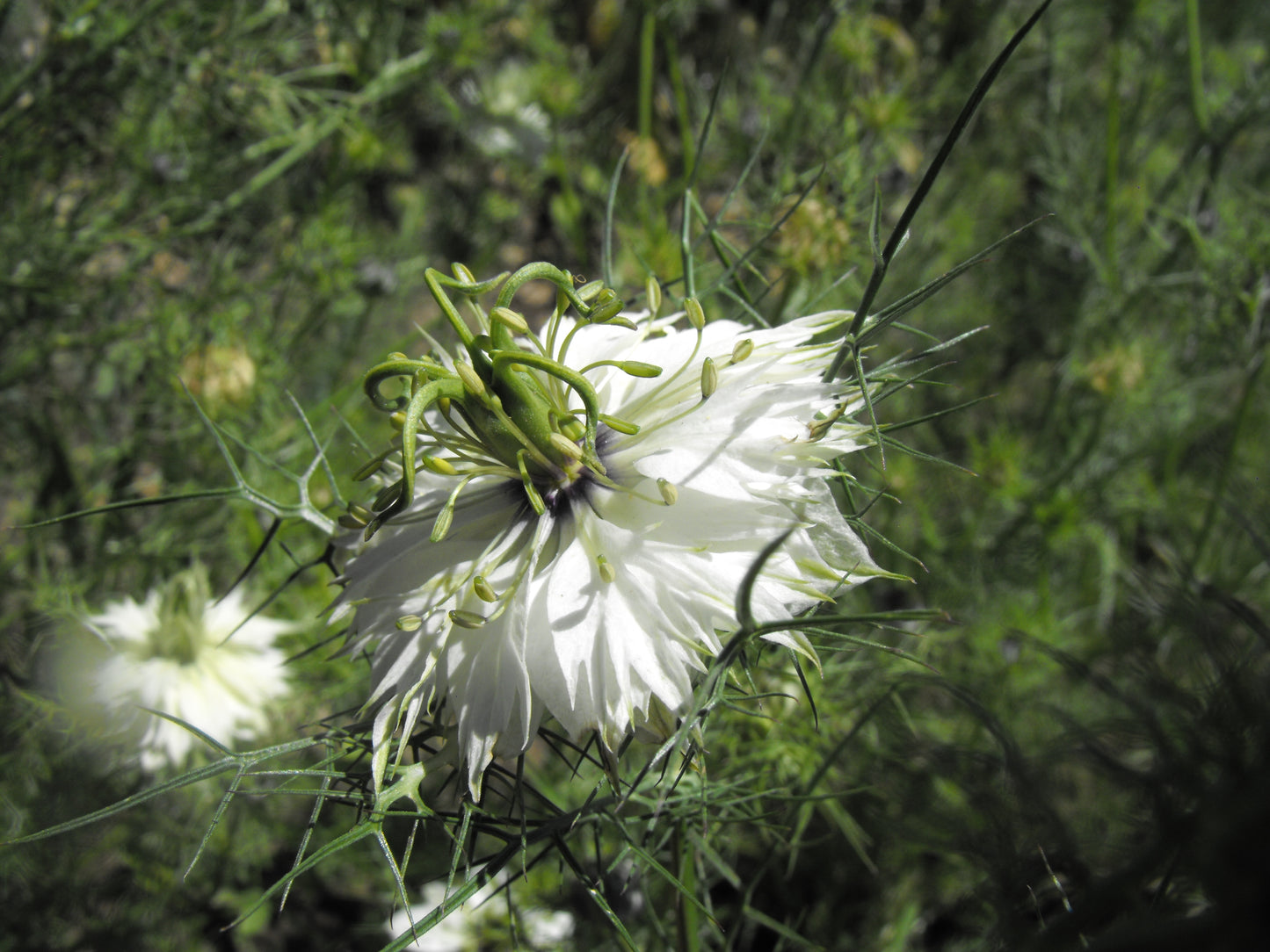 Flower MIX