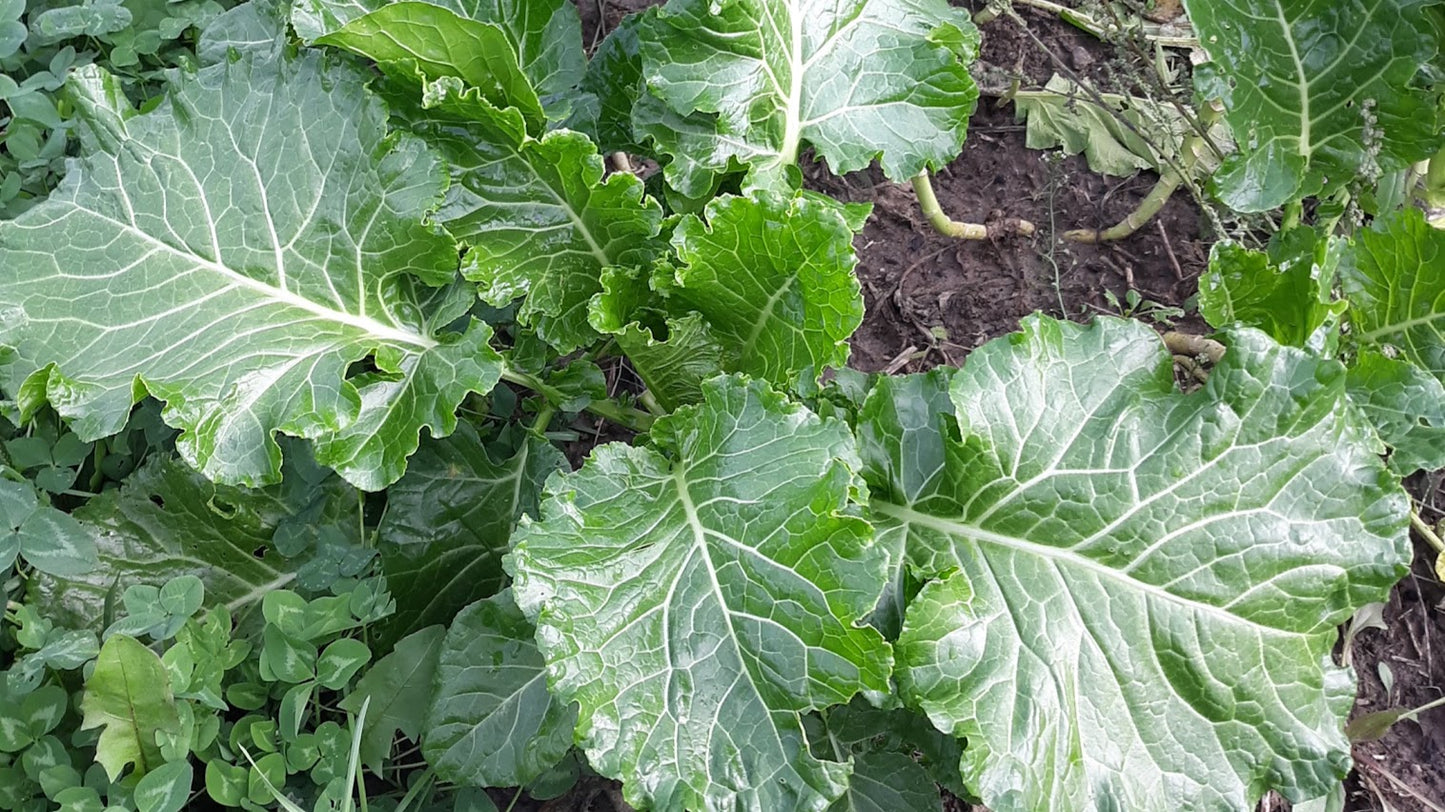 Collards- McCormick Green Glaze