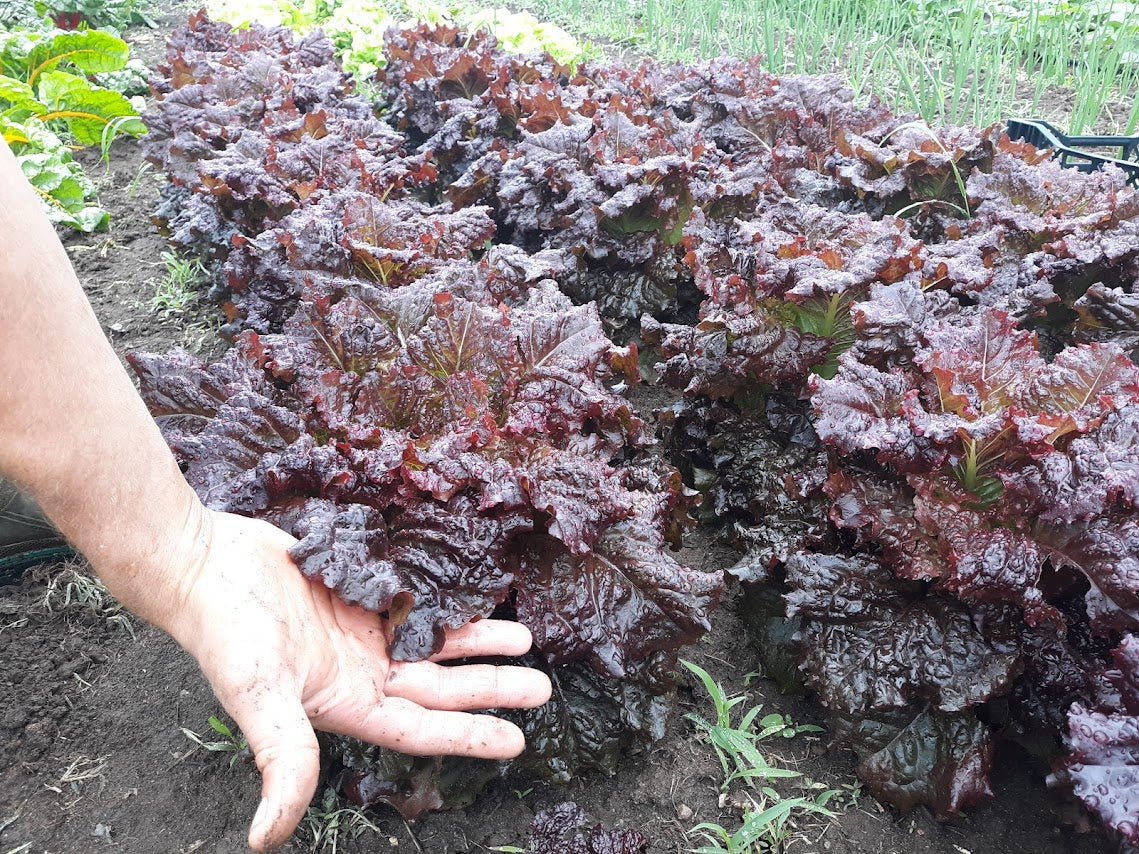 Red Merlot OG