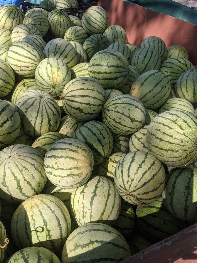 Watermelon- Early Yellow Moonbeam OG