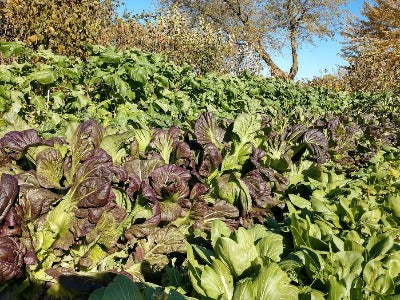 Mustard- Osaka Purple OG