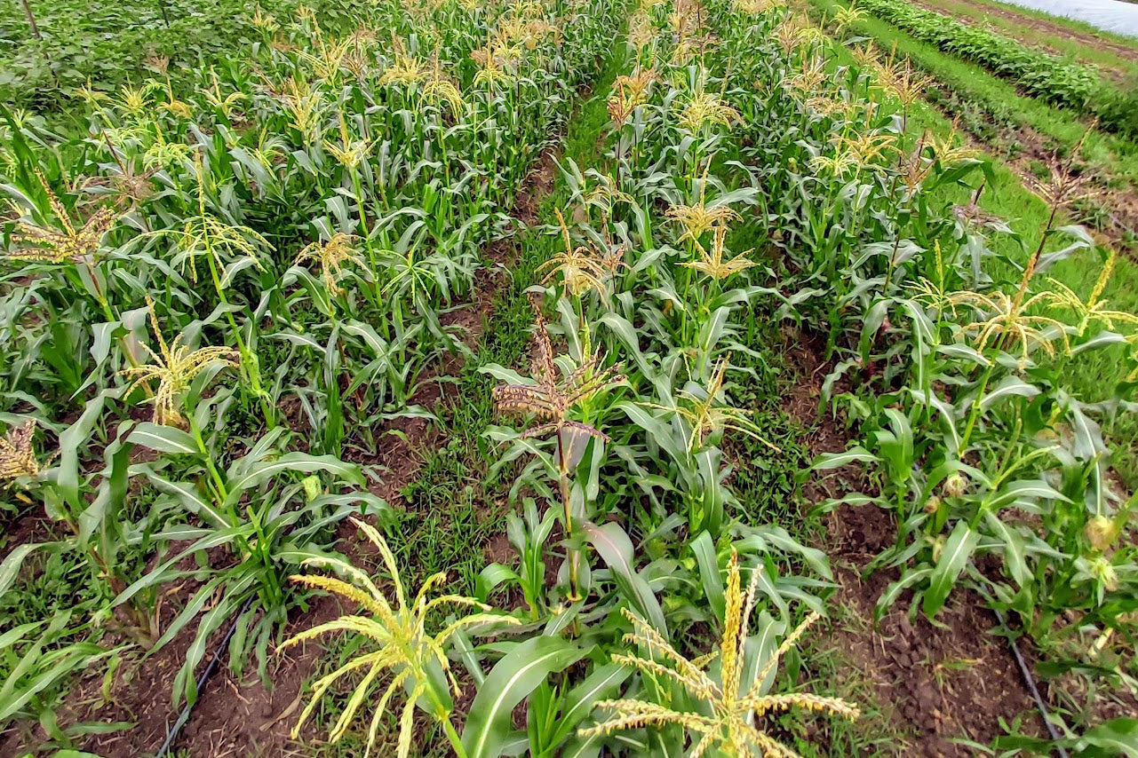 Sweet Corn,  Painted Hill  OG