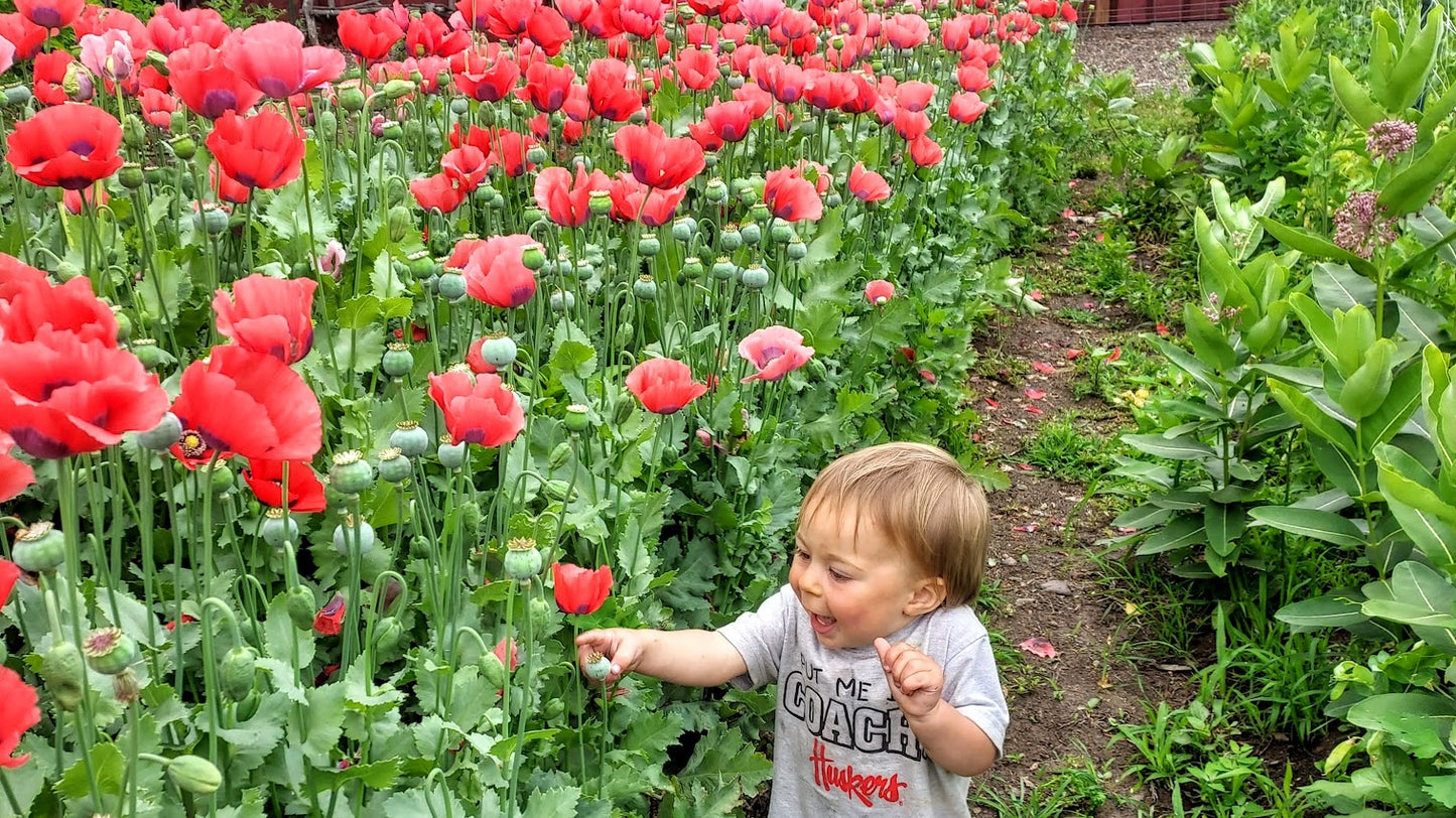 Poppy, Charlottesville Old Time OG