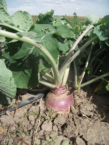 Rutabaga, Purple Top