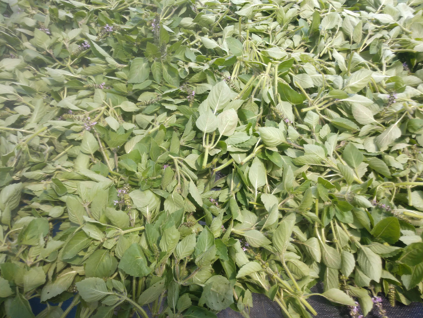 Tulsi Kapoor Basil