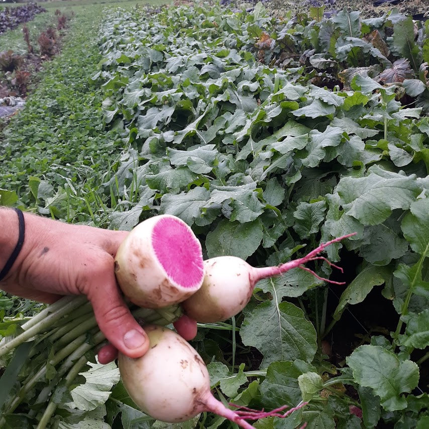 Radish, Winter - Watermelon
