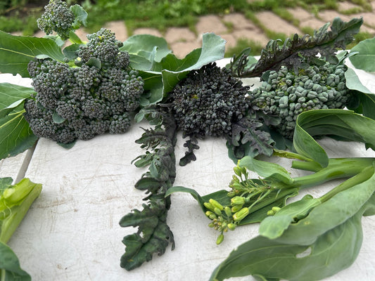 Broccoli- Sprouting Broccoli Grex ‘24! OG
