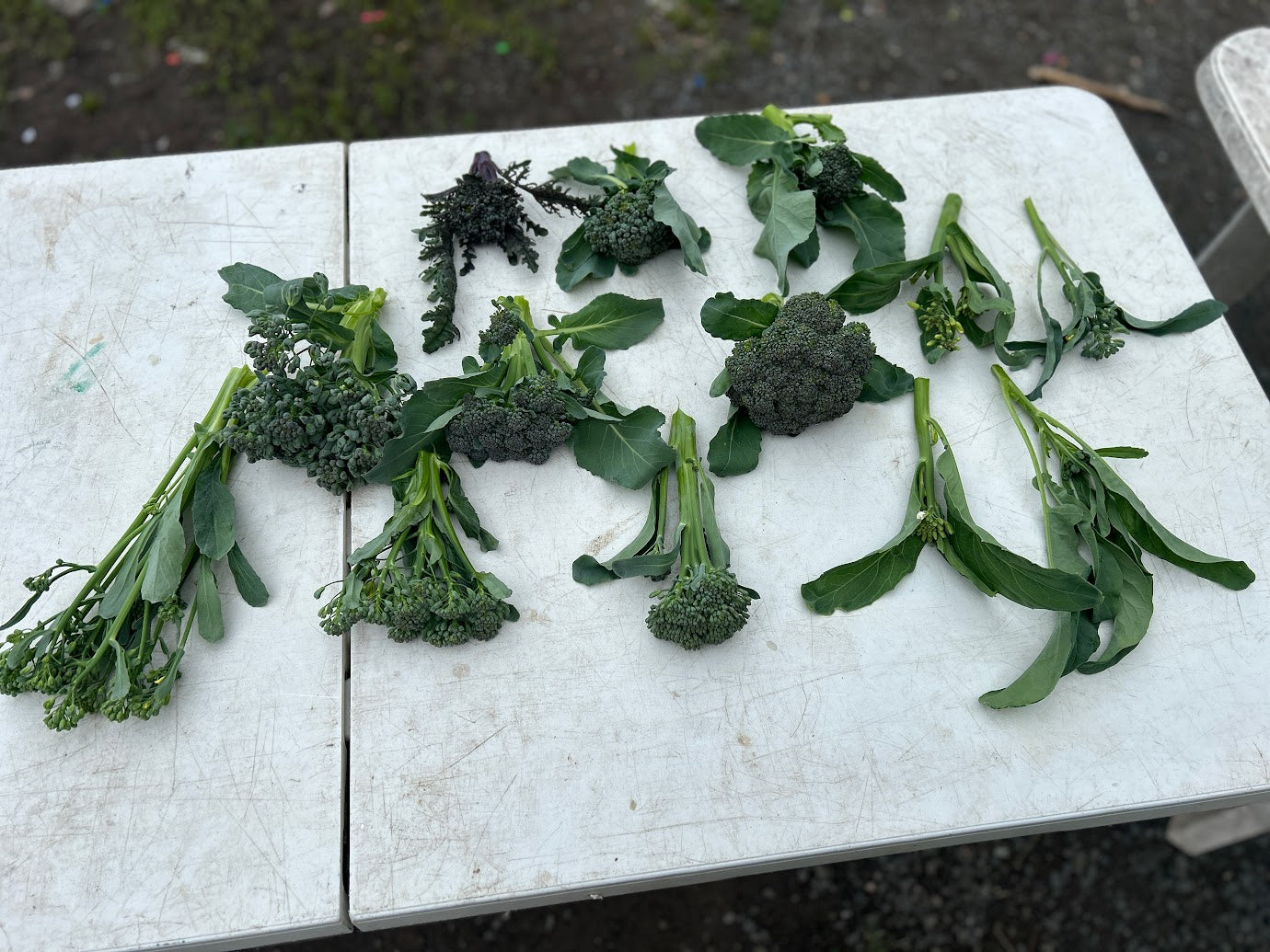 Broccoli-  Sprouting Broccoli MIXX!  OG