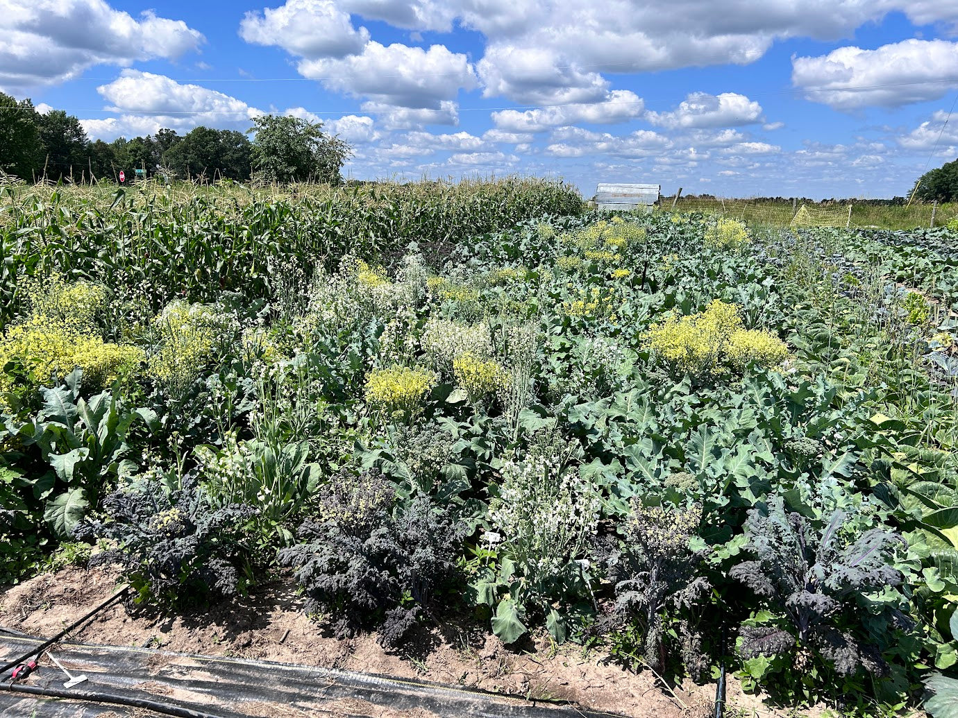 Broccoli-  Sprouting Broccoli MIXX!  OG