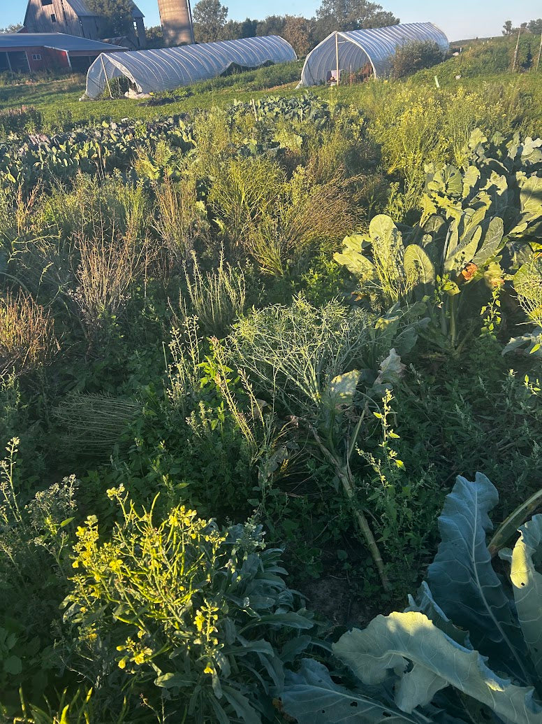 Broccoli-  Sprouting Broccoli MIXX!  OG