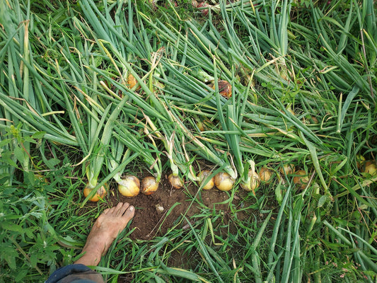 Onion- Clear Dawn OG