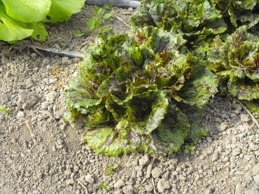 Gem Island - Mini head