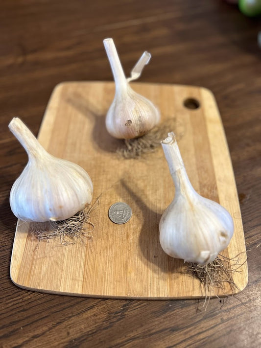 Garlic, Hardneck- MUSIC,Hoophouse  OG