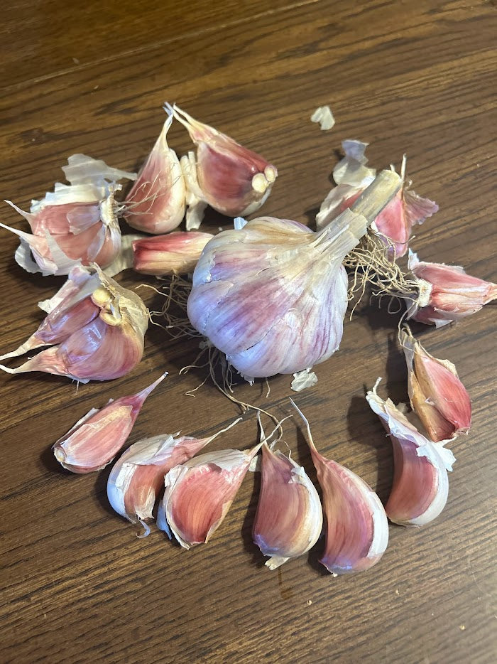 Garlic, Hardneck- Chesnok Red