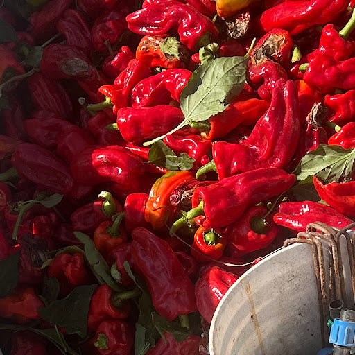 Hot Pepper, Aleppo