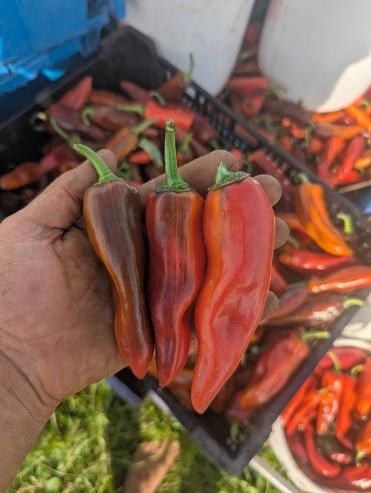 Sweet Pepper- Patchwork OG