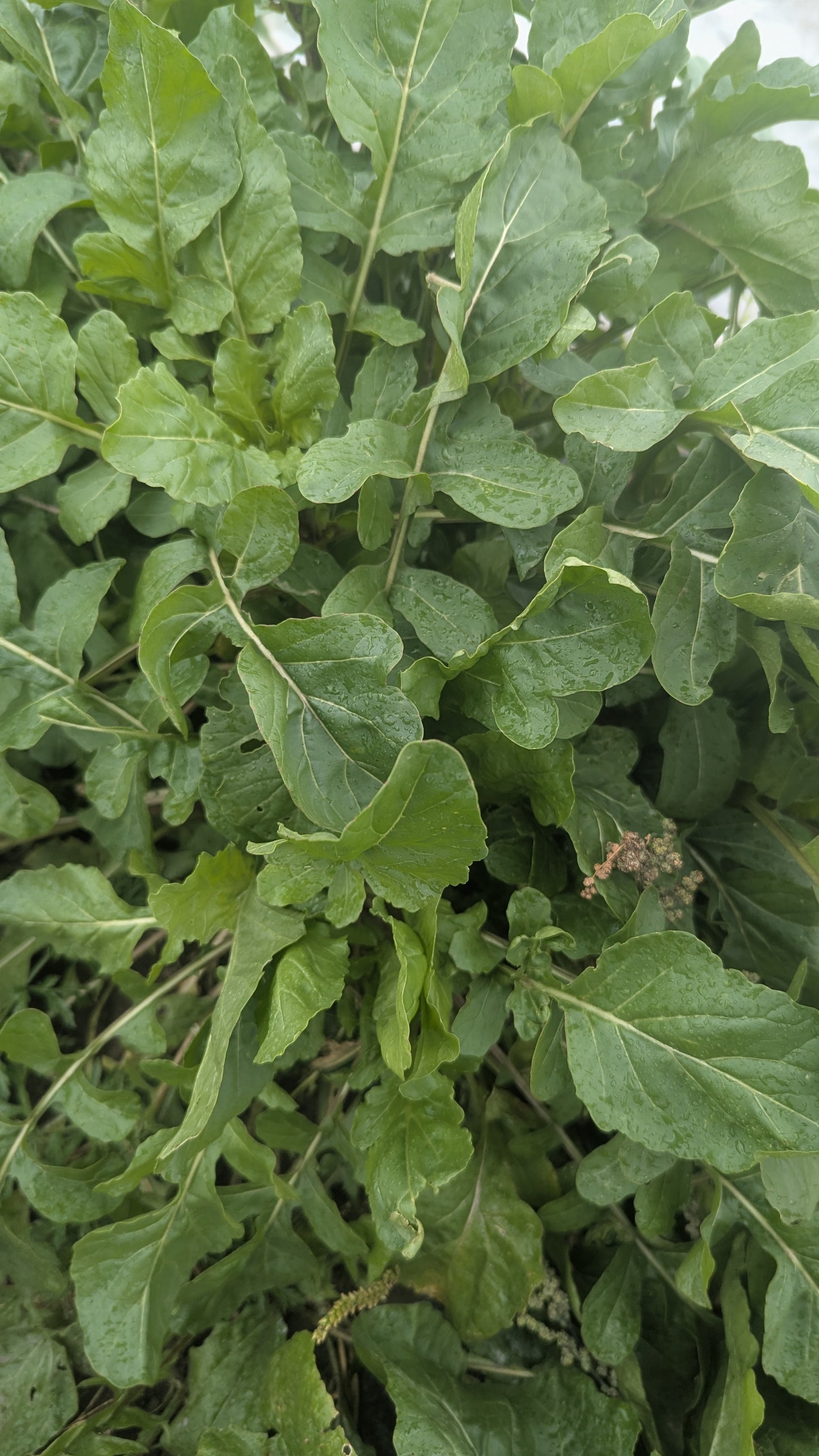 Arugula - Even' Star  OG