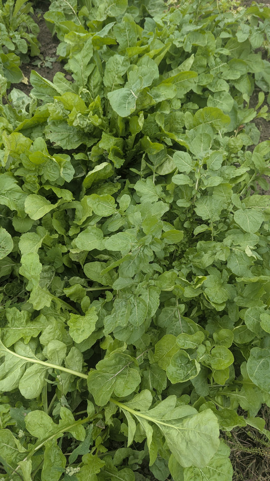 Arugula - Even' Star OG