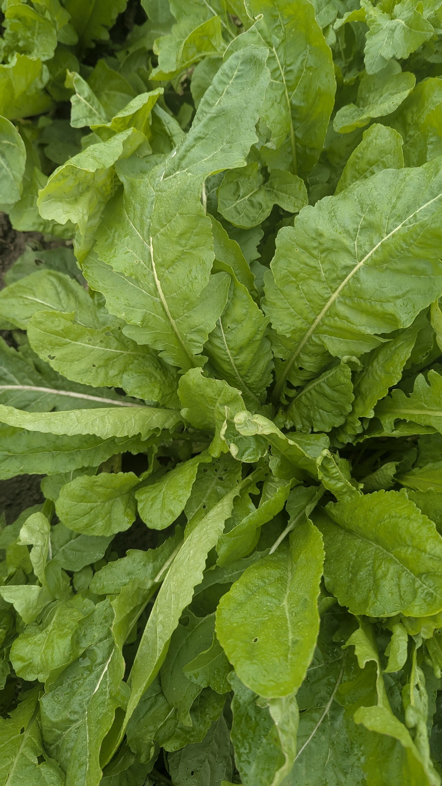 Arugula - Even' Star  OG