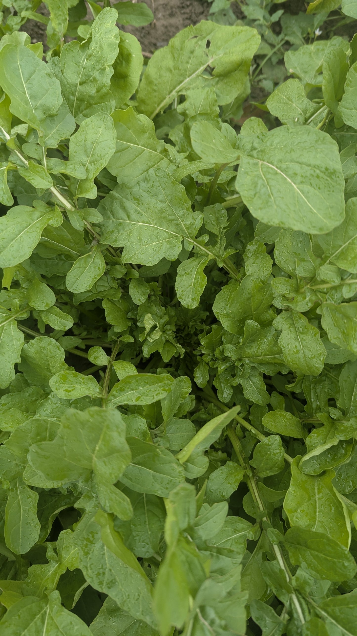 Arugula - Even' Star  OG