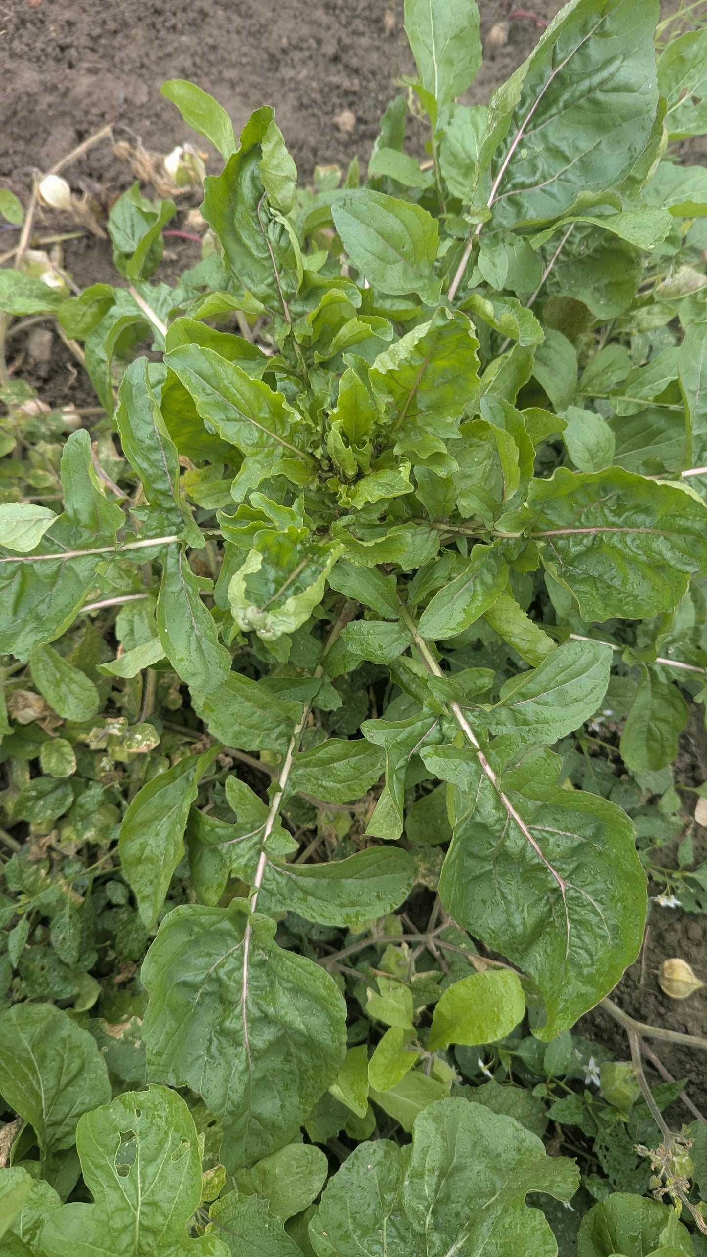 Arugula - Even' Star  OG