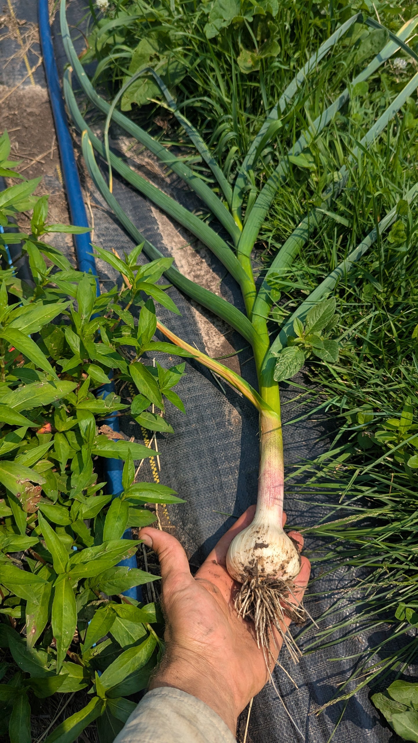 Garlic, Hardneck- MUSIC,Hoophouse  OG