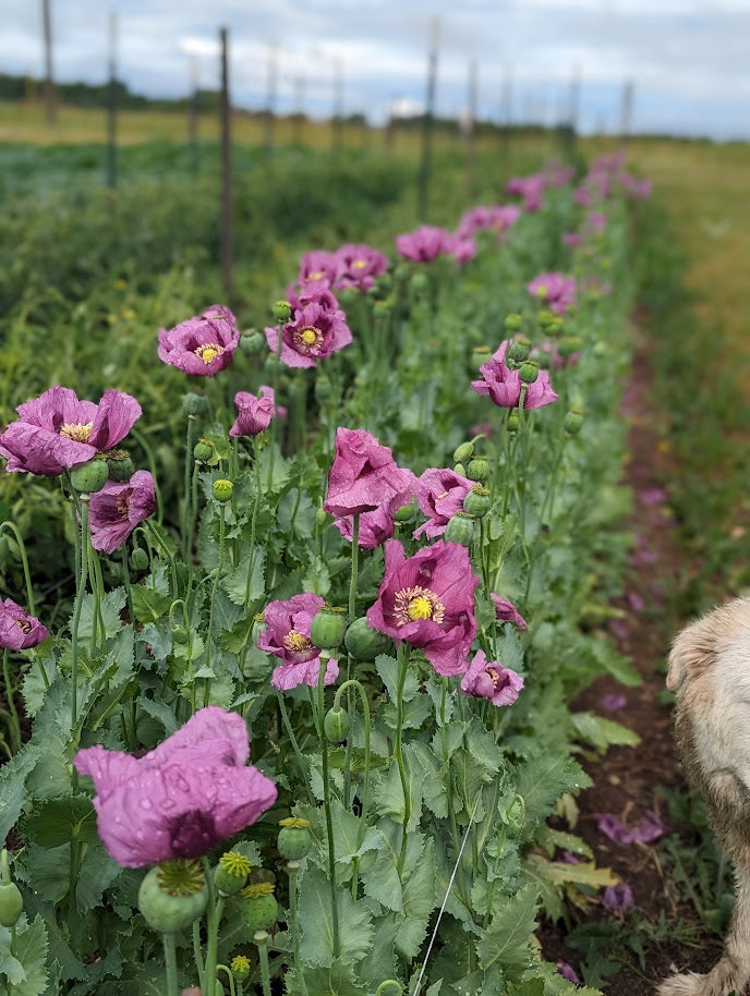 Poppy, Hungarian Purple Breadseed  OG