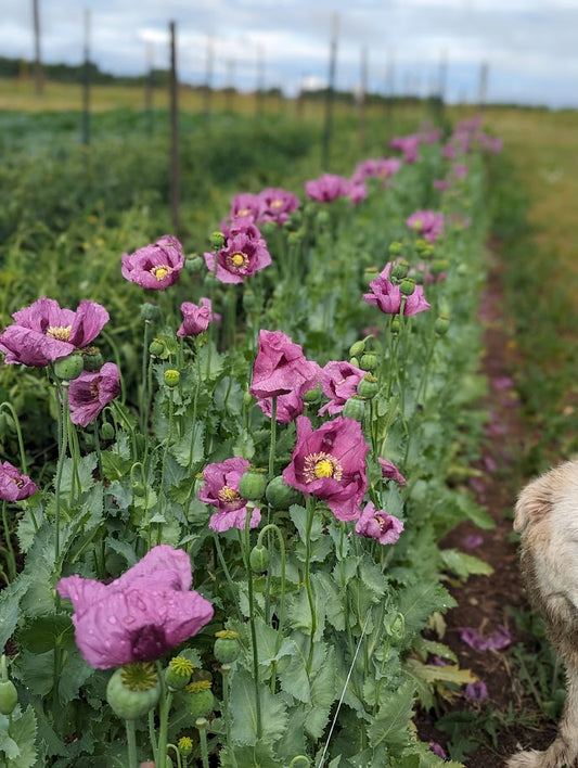 Poppy, Hungarian Purple Breadseed OG