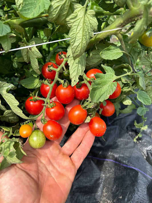 Cherry- Be My Baby OG