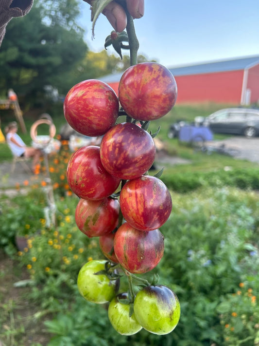 Cherry, Black Strawberry OG
