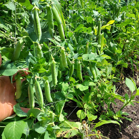 Pea, Shell- Debut 149 OG