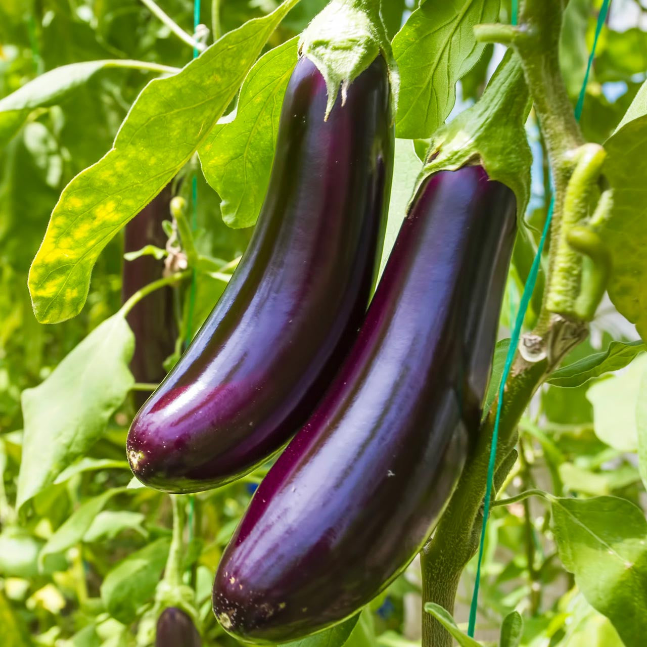 Eggplant-Diamond   OG
