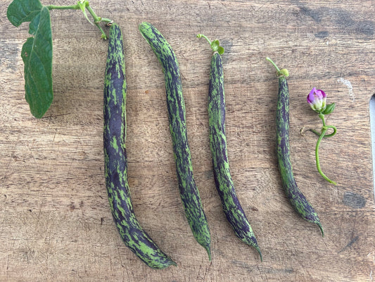 Bean, Pole- Rattlesnake OG