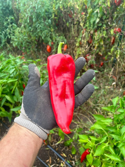 Sweet Pepper, Early Perfect Italian OG
