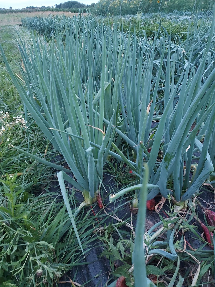 Scallions- Evergreen Hardy OG – Cultivating the Commons