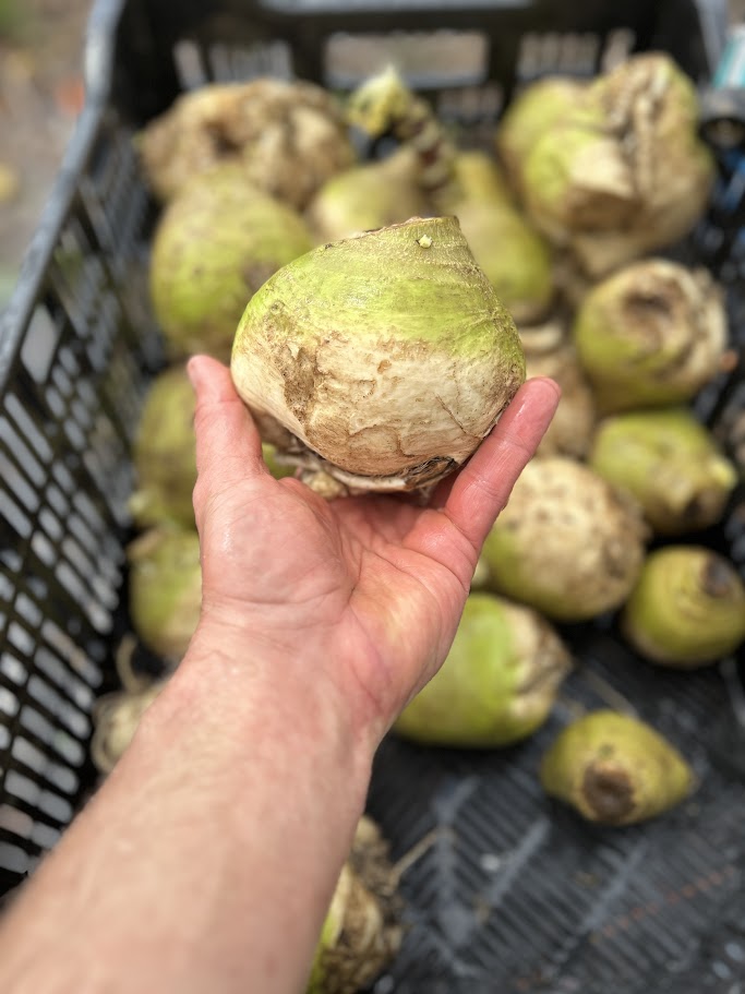 Rutabaga- Miss Gladys McGee's Turnip