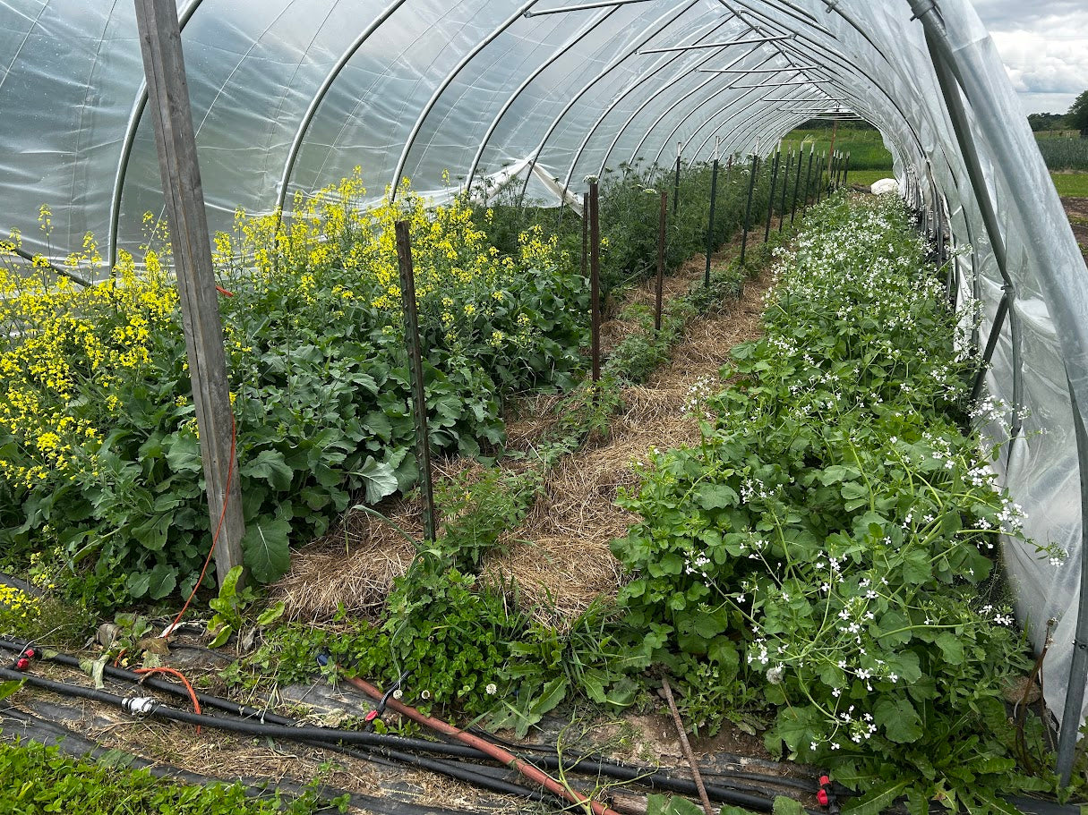 Rutabaga- Miss Gladys McGee's Turnip