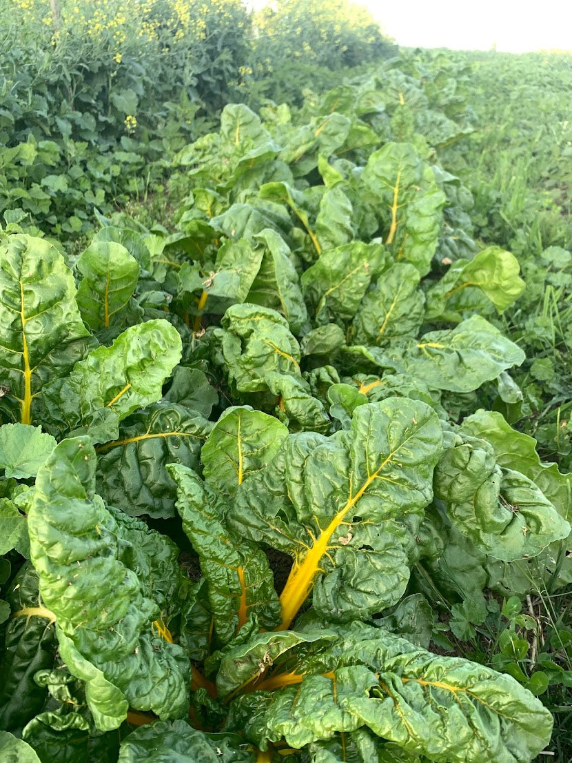 Chard- Golden Sunset OG