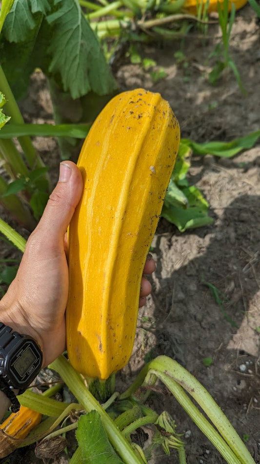 Zucchini- Goldini II