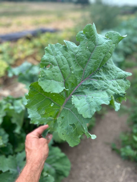 Kale- Blauwe Groninger OG