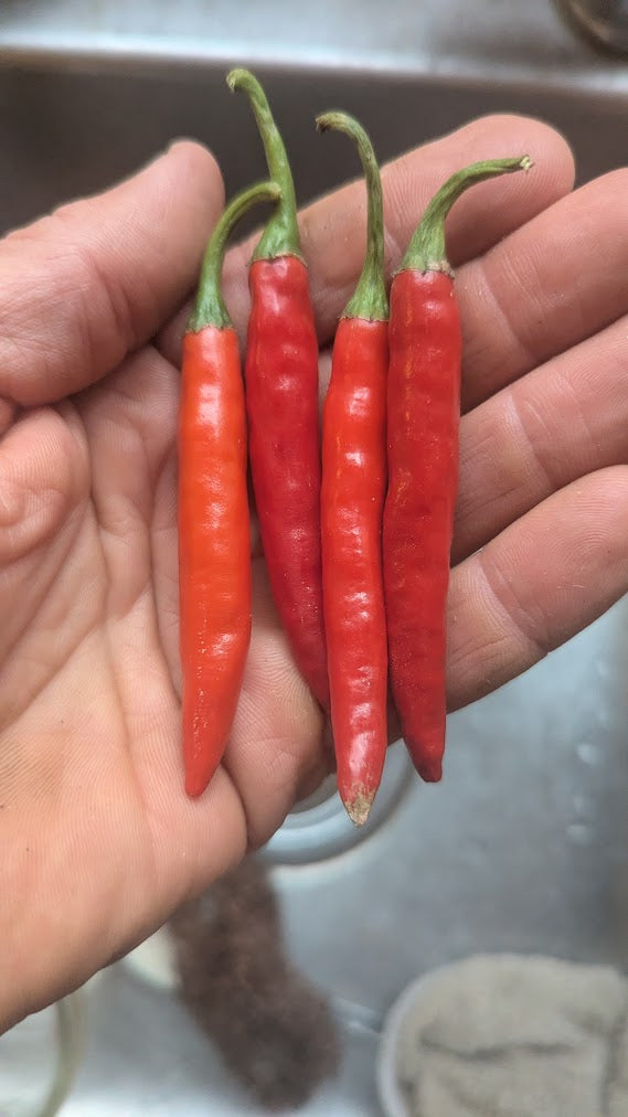 Hot Pepper, Korean Dark Green