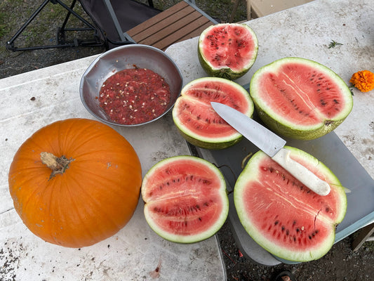 Watermelon- Marney's Marble OG