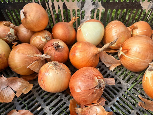 Onion, Newburg OG