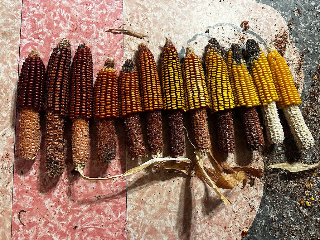Corn, Dent Open Oaks Party Mix