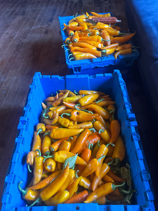 Hot Pepper - Orozco OG