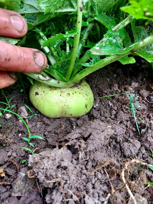 Turnip-  Platte Wit Mei  OG