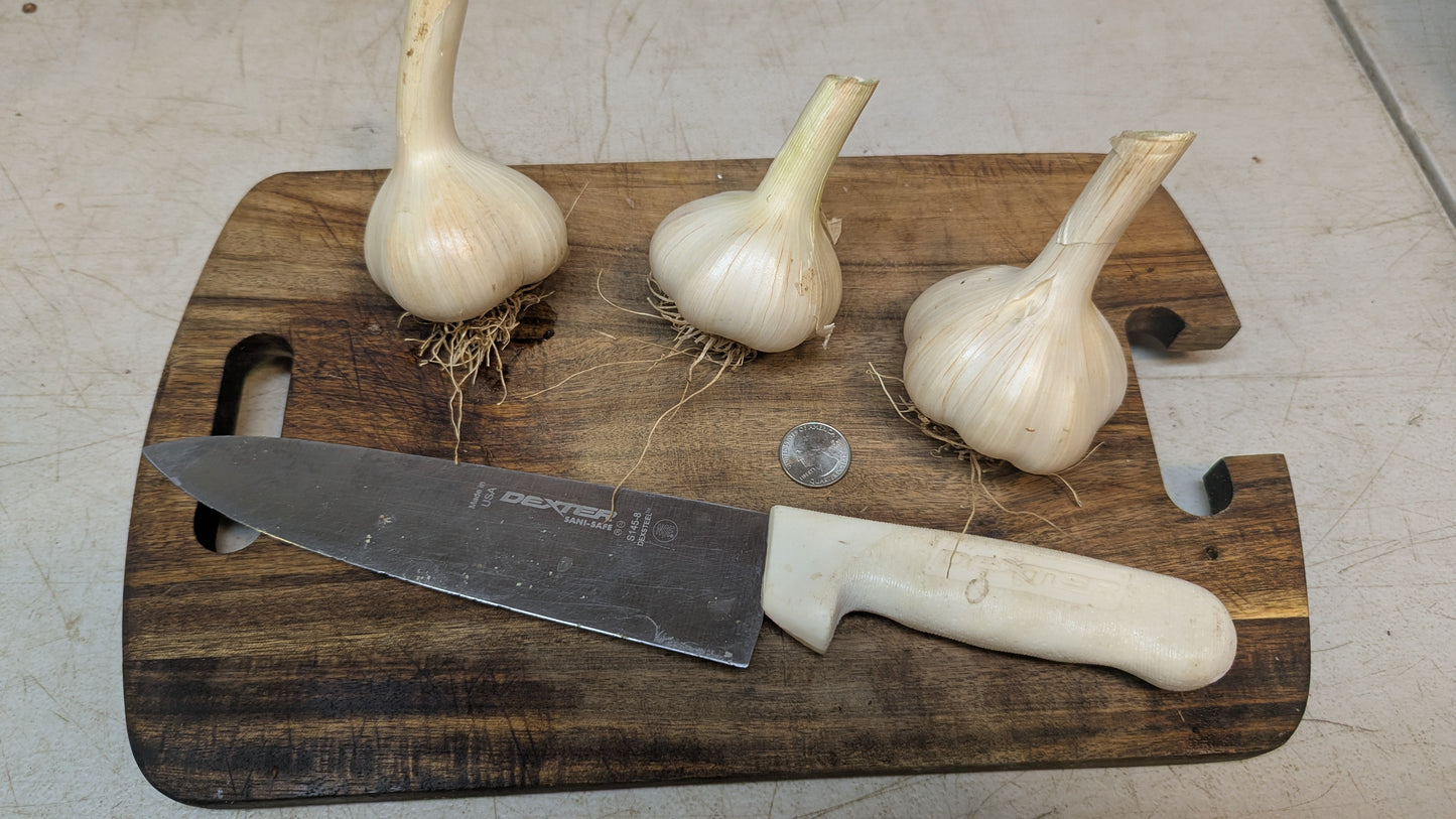 Garlic, Hardneck- MUSIC,Hoophouse  OG